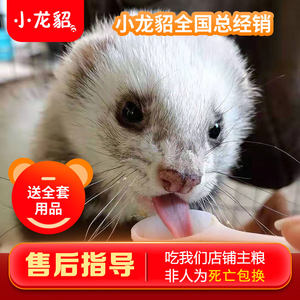 【官方正品】小龙貂宠物雪貂幼崽