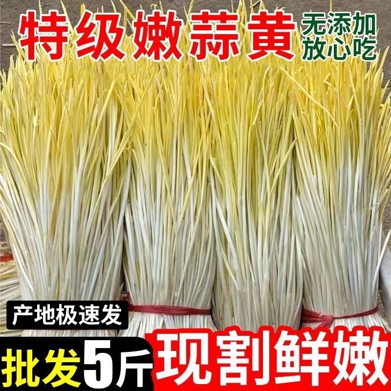 现割头茬山东新鲜蒜黄基地现发产地蒜黄应季蔬菜特鲜蒜苗蒜黄特价