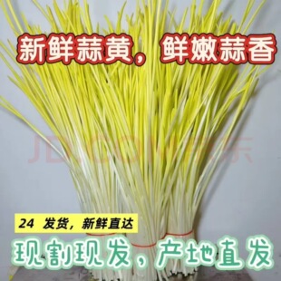 2025头茬山东新鲜蒜黄基地现发产地蒜黄应季蔬菜特鲜蒜苗蒜黄特价