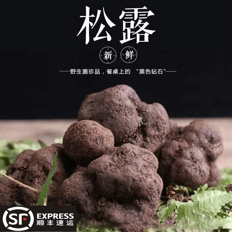 野生菌新鲜黑松露川滇特产