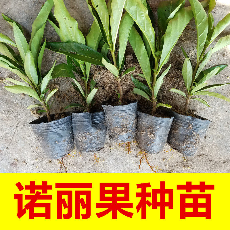 进口大溪地品种诺丽果苗盆栽地栽四季结果诺丽果树苗新鲜诺丽果苗