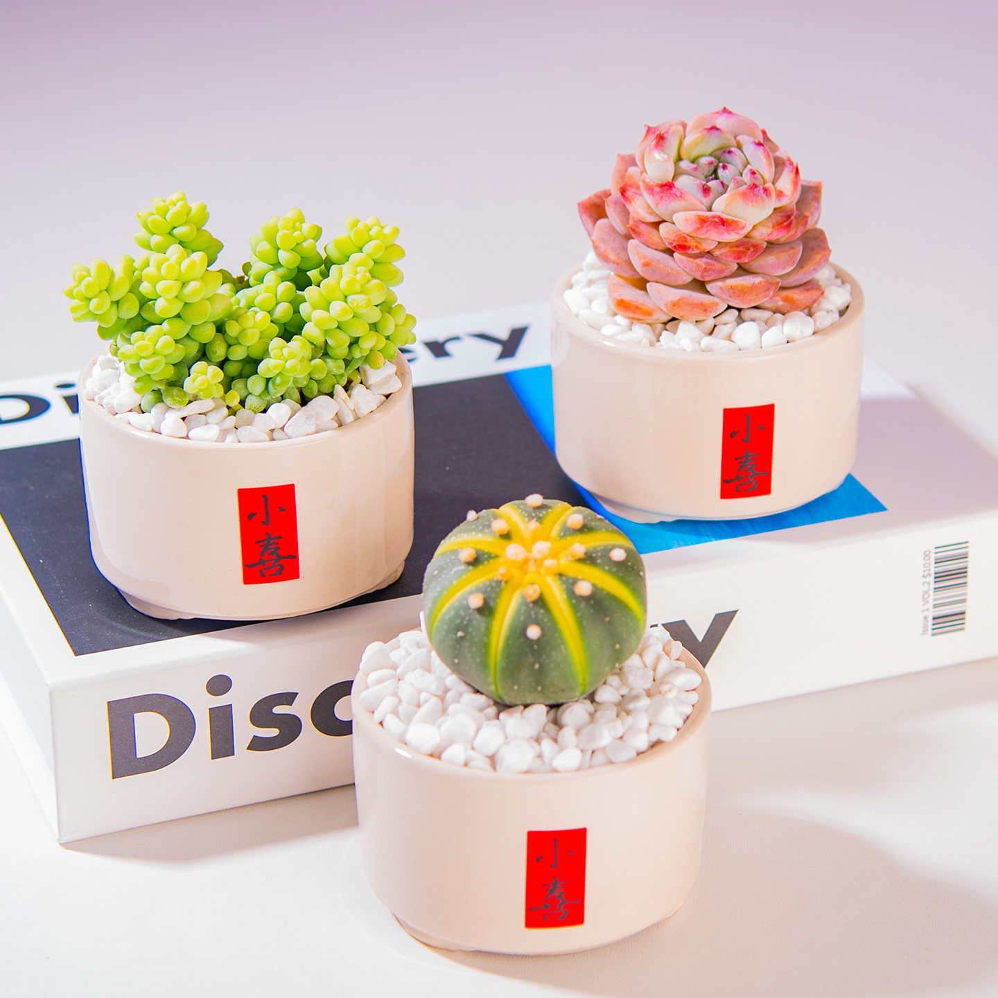 多肉植物带盆带土组合盆栽办公室内阳台桌面绿植摆件好养花盆送礼