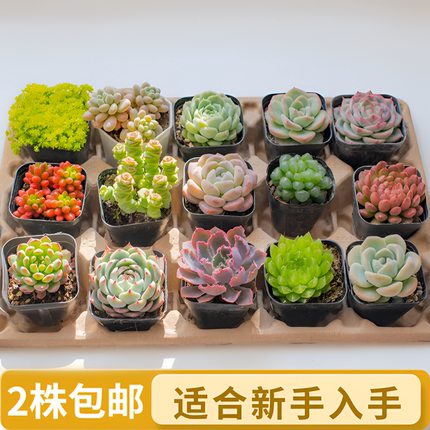 多肉植物盆栽室内办公室阳台桌面小绿植花卉好养带土招财越晒越红