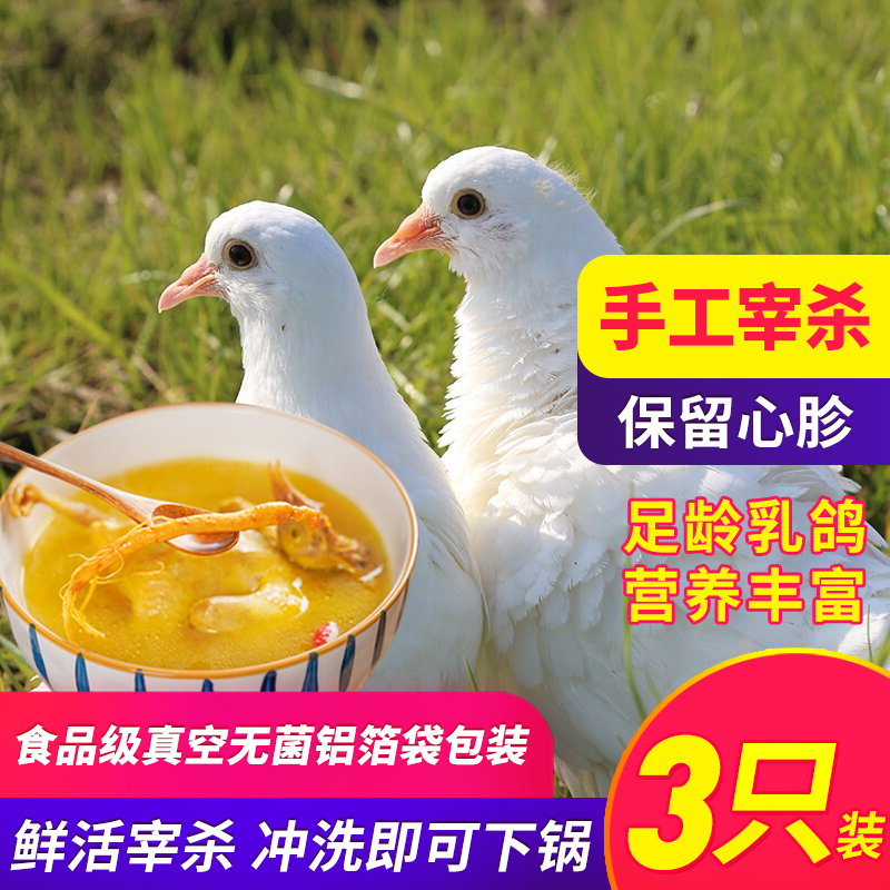 【散养】鸽子肉新鲜乳鸽3只 正宗农家散养土鸽子 肉鸽鲜活宰杀