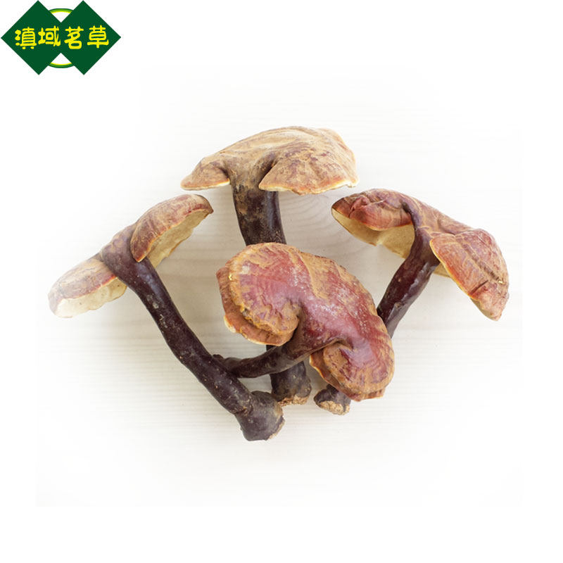 云南中号野生白灵芝 白肉灵芝(100g)