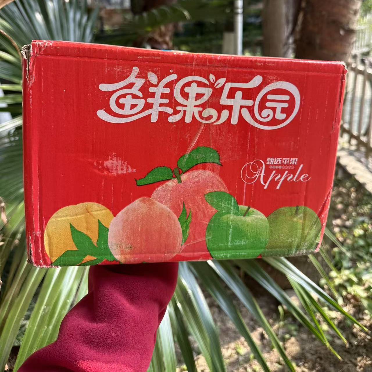 M山西丑苹果【口感及有无溏心均不售后】