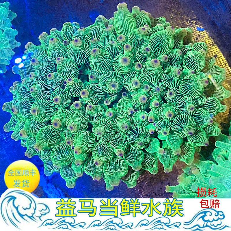 荧光绿奶嘴海葵海水鱼 活体珊瑚荧光绿地毯小丑鱼共生