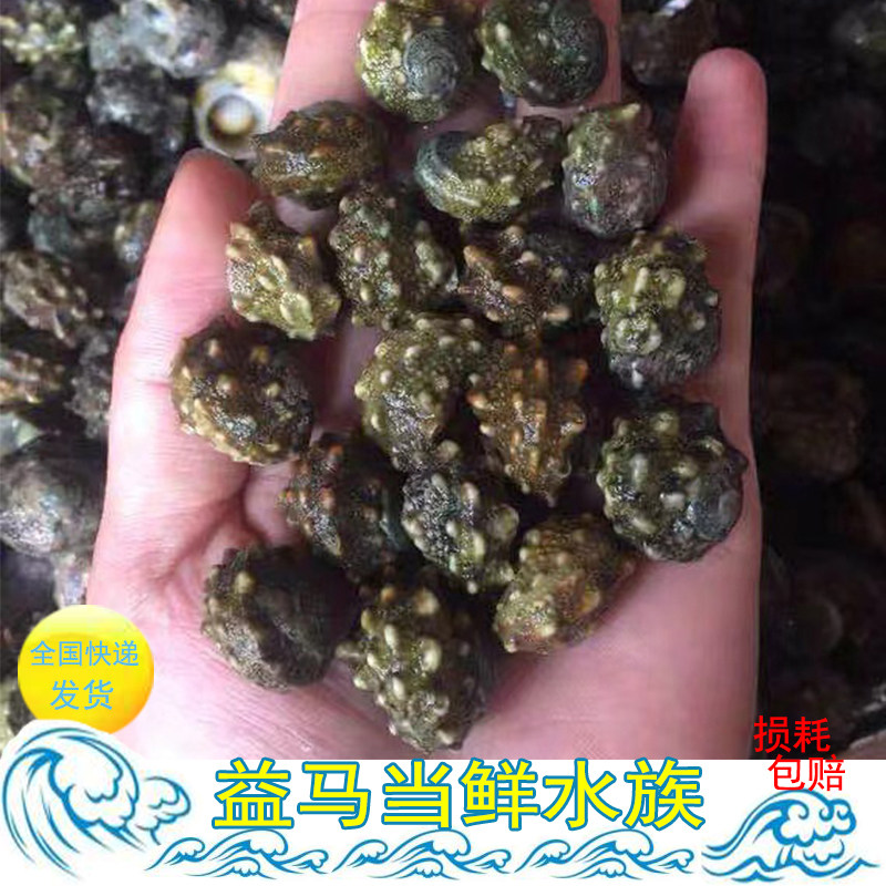 牛眼螺 食藻螺 除藻螺 海水观赏鱼 吃藻生物水族螺海水 活体包活