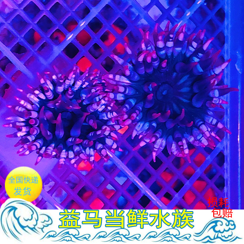 樱花小海葵绿疣海葵荧光石葵珊瑚小丑鱼共生 奶嘴地毯海葵活体