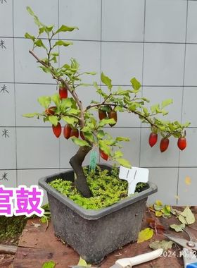 老鸦柿品种母本品种苗子带盆带土发货包活包对版养一年开花