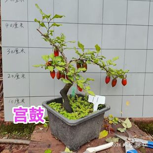 老鸦柿品种母本品种苗子梦之雫带盆带土发货包活包对版养一年开花