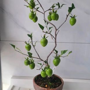 精品老鸦柿梦之那盆景栽挂带果嫁接枝条老桩原生扦插母桩小树苗熟