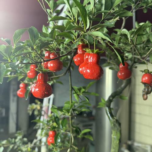 四川小叶金弹子观果盆景易成活