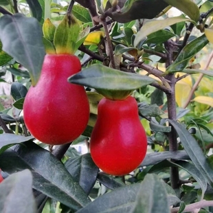 精品金弹子老公母熟桩挂盆栽带血红果苗树扦插嫁接枝条四川小叶苗