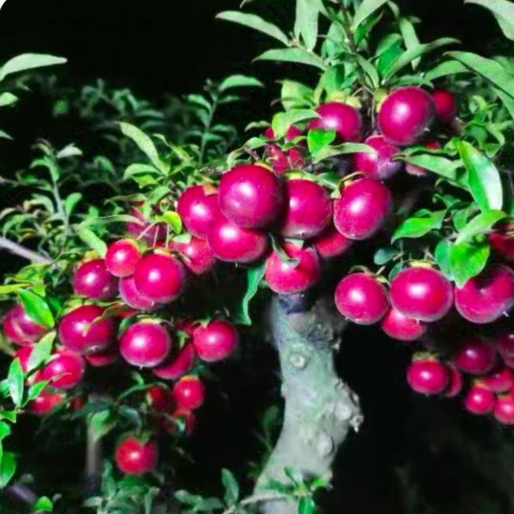 金弹子母苗嫁接枝条中国红