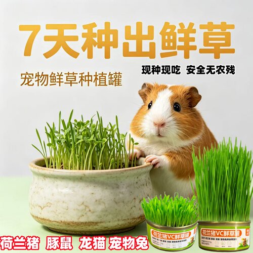 荷兰猪龙猫兔即食自种水培VC鲜草