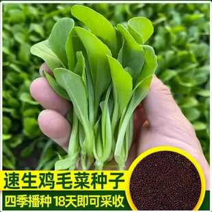 鸡毛菜种子小油菜小青菜种籽耐热耐抽苔四季阳台盆栽蔬菜种子大全