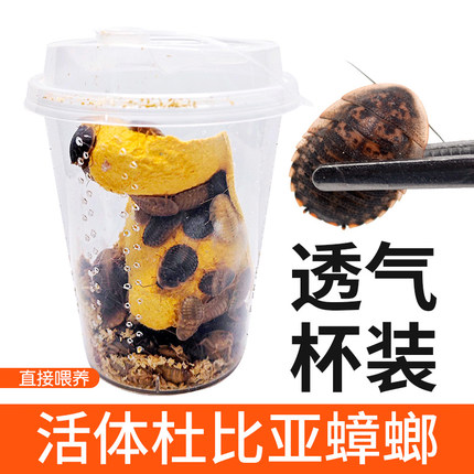 杯装杜比亚蟑螂活体幼体亚成各种规格蜥蜴龙鱼龟活体饲料包活繁殖