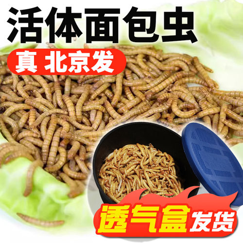 透气小盒发货面包虫黄粉虫活体蜘蛛蝎子乌龟守宫角蛙鸟活饵饲料