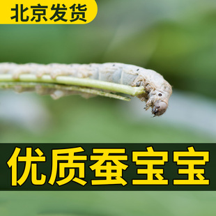 活体蚕宝宝一二三四龄健康蚕宝宝桑蚕蚕春蚕新鲜桑叶北京发货包活