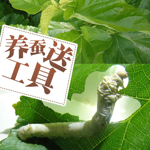 蚕宝宝套装北京发货养蚕