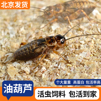 油葫芦蟋蟀黑蟋蟀针头蟋蟀活体蛐蛐角蛙龙鱼守宫蜥蜴饲料北京发货