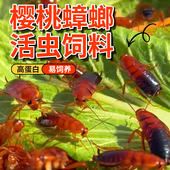 樱桃蟑螂活虫幼体蜥蜴角蛙守宫乌龟龙鱼活体饵饲料包活爬虫食物