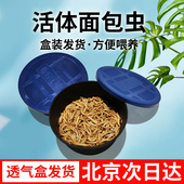透气小盒发货面包虫黄粉虫活体蜘蛛蝎子乌龟守宫角蛙鸟活饵饲料