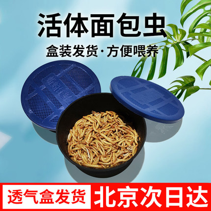 透气小盒发货面包虫黄粉虫活体蜘蛛蝎子乌龟守宫角蛙鸟活饵饲料