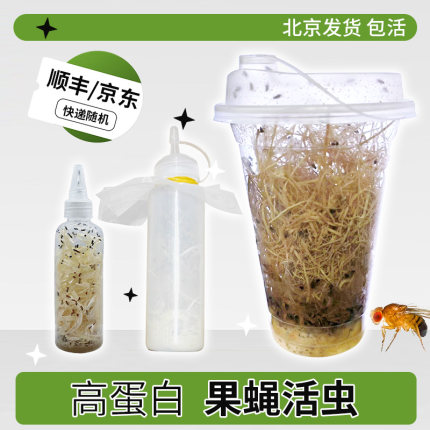 顺丰/京东果蝇活虫高蛋白活物螳螂食物树蛙活体饲料跳蛛蚂蚁饲料