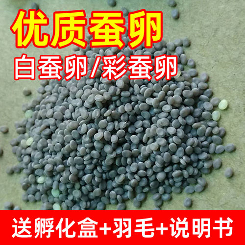 蚕宝宝卵蚕卵养蚕蚕种桑叶
