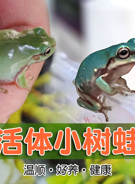 树蛙树蛙宠物小青蛙活体旅行青蛙