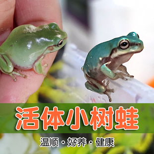 姥爷树蛙宠物小青蛙活体小丑蛙旅行青蛙蝌蚪印尼树蛙两栖活体爬宠