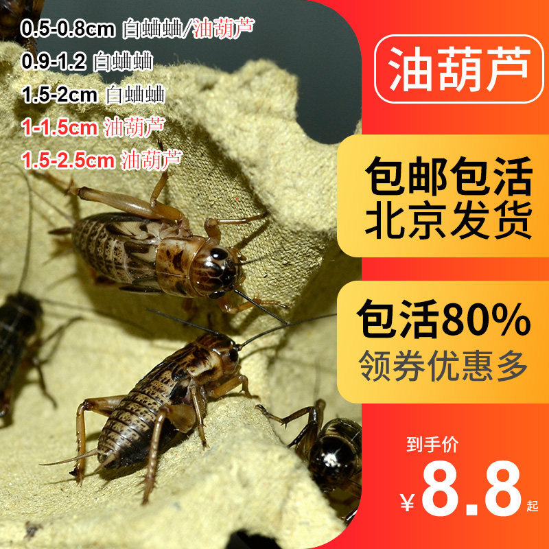 油葫芦蟋蟀黑蟋蟀针头蟋蟀活体蛐蛐角蛙龙鱼守宫蜥蜴饲料北京发货