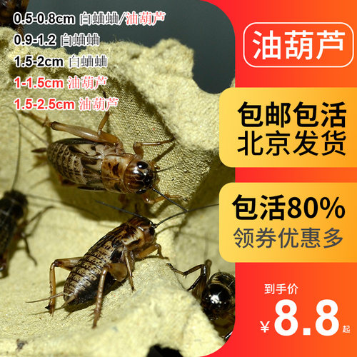 油葫芦蟋蟀黑蟋蟀针头蟋蟀活体蛐蛐角蛙龙鱼守宫蜥蜴饲料北京发货