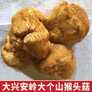 东北特产猴头菇黑龙江大兴安岭新货半野生猴头菇菌菇500克可打粉