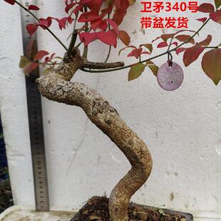 卫矛根抱石盆景稀有植物金丝吊蝴蝶素材古桩老桩怪桩附石提根含盆