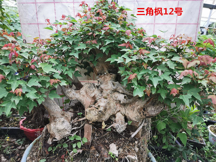 小叶红芽三角枫熟桩盆景红枫老桩树桩荆楚鸭掌树冬季耐寒实物带盆