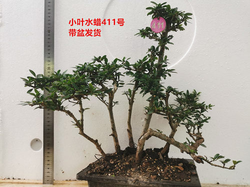 水蜡自然成型四季常青连体丛林