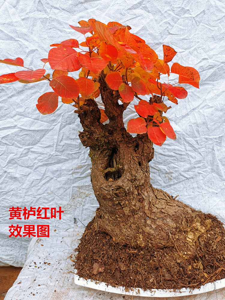 黄栌盆景老桩古怪桩熟桩热卖北京香山红叶树桩冬季