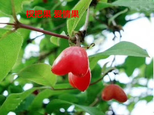 杈把果爱情果爱心果开花香结果甜山樱桃山花椒盆景树桩