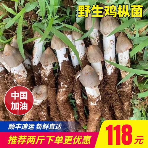 大凉山新鲜鸡枞野生特产