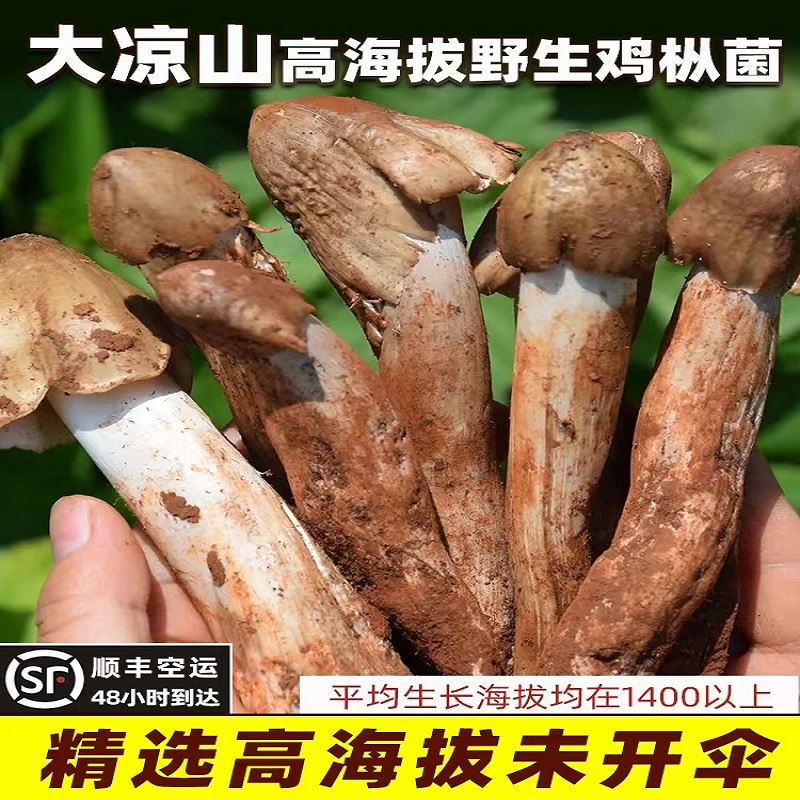速发】大凉山野生鸡枞菌新鲜，斗鸡菇，三把菇荔枝菌顺丰空运包邮