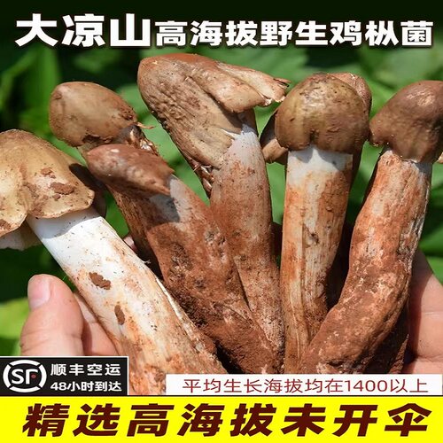 顺丰空运】大凉山野生火把鸡枞当季鲜菌、荔枝菌火把鸡枞