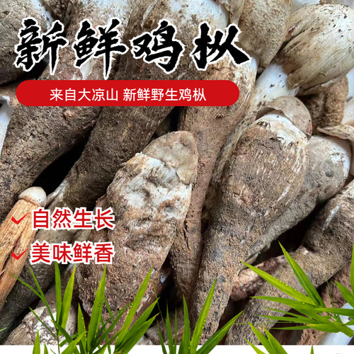 野生鸡枞菌500g产地直发