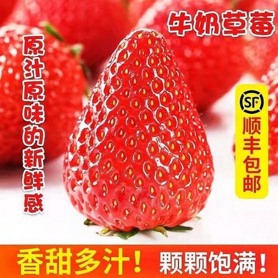 大凉山露天草莓新鲜当季水果非丹东九九红颜草莓
