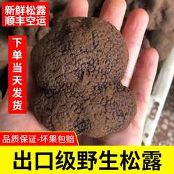 现货黑松露 新鲜现挖猪拱菌特级大松露500g四川云南特产顺丰空运