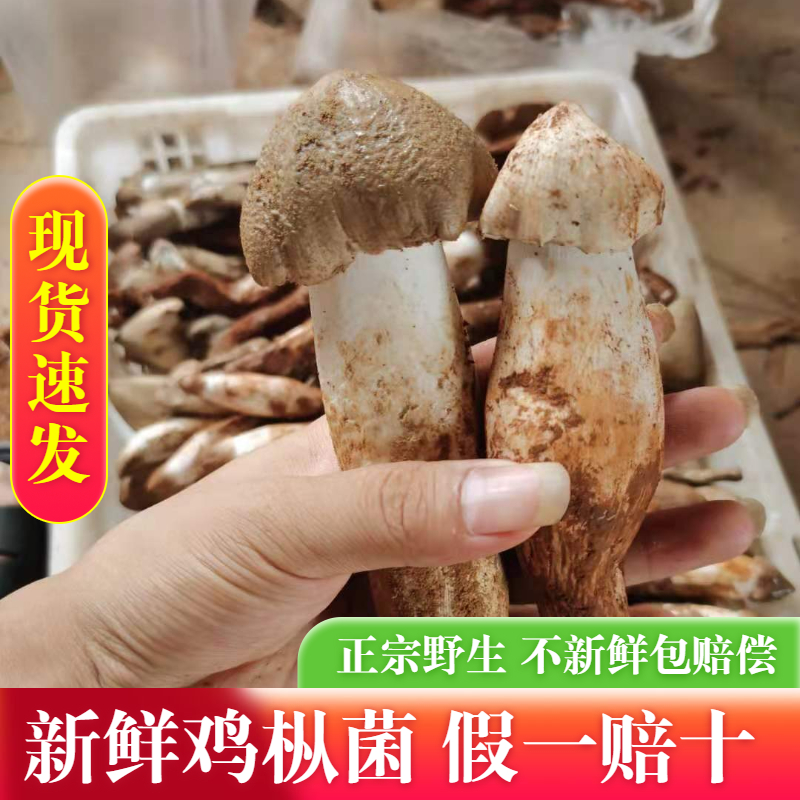 大凉山新鲜鸡枞野生特产