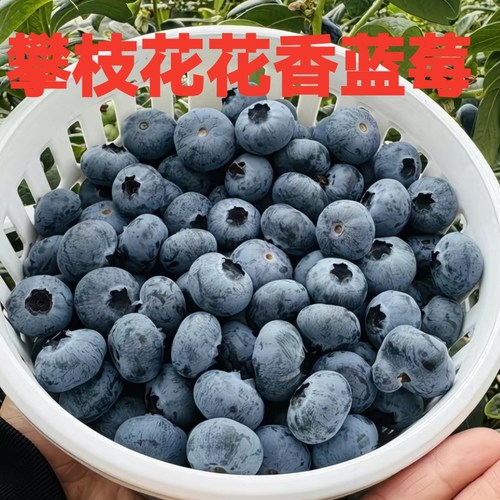 攀枝花花香蓝莓鲜果大果新鲜应季水果胜怡颗孕妇顺丰空运包邮