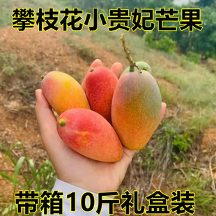 攀枝花小贵妃芒果现摘现发新鲜孕妇水果红金龙10斤装当季整箱包邮